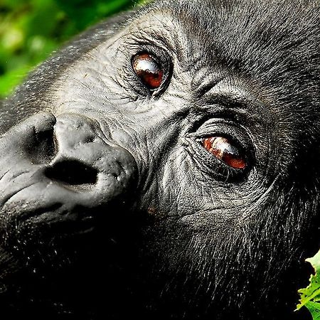 Sanctuary Gorilla Forest Camp Hotel Ntungamo  Kültér fotó