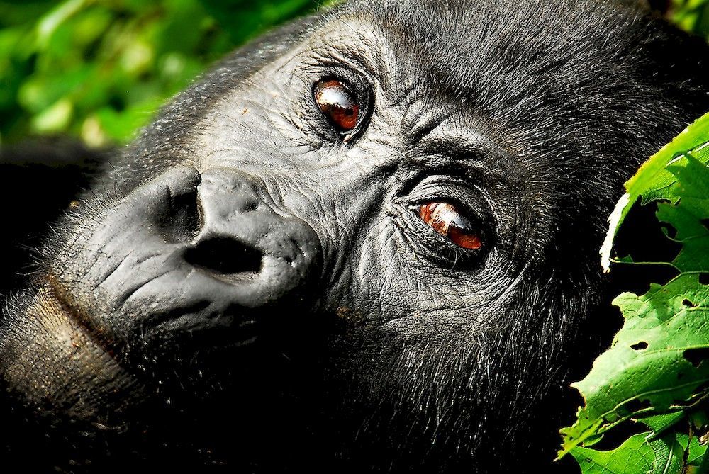 Sanctuary Gorilla Forest Camp Hotel Ntungamo  Kültér fotó