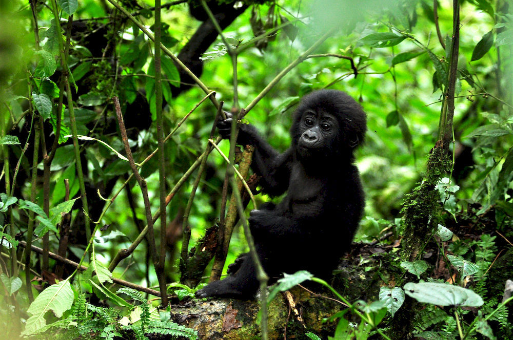 Sanctuary Gorilla Forest Camp Hotel Ntungamo  Kültér fotó