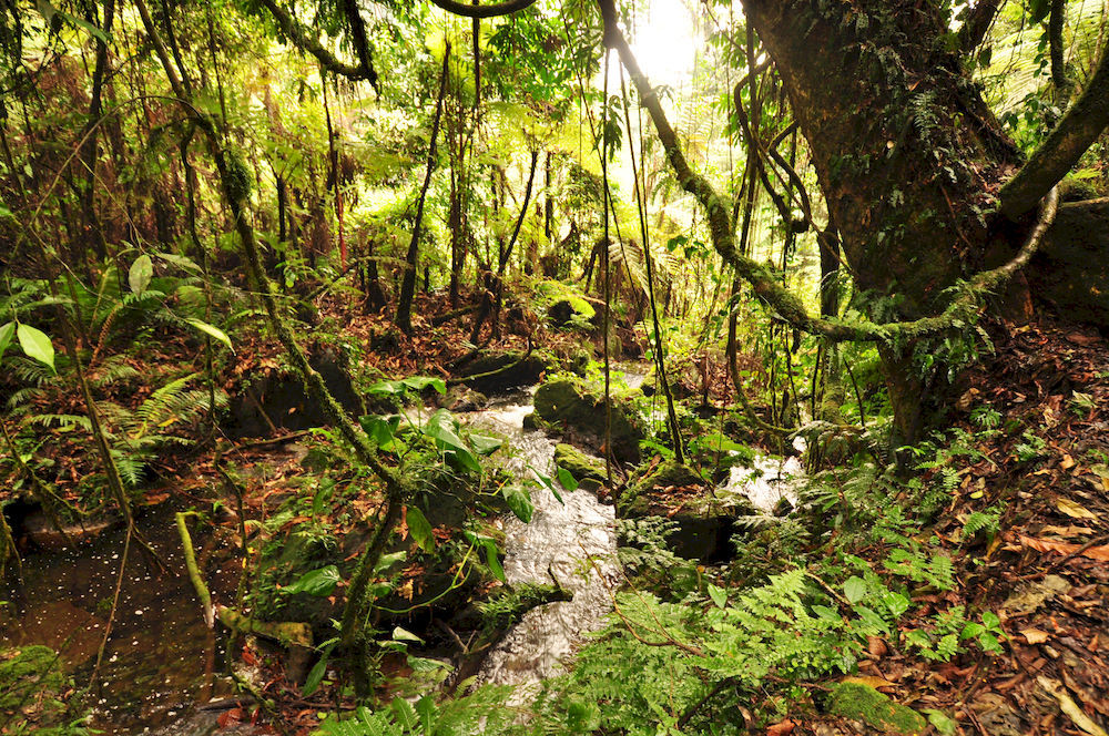Sanctuary Gorilla Forest Camp Hotel Ntungamo  Kültér fotó